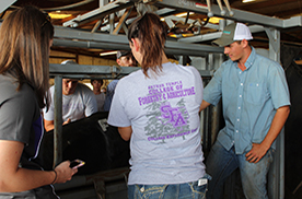 students branding a cow