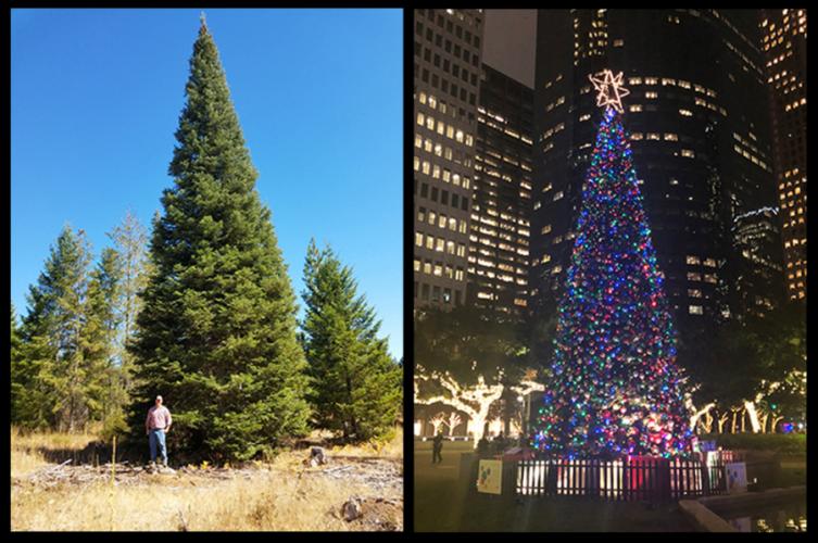 before and after photos of the City of Houston Christmas tree