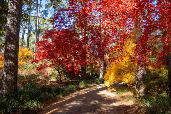 Autumn leaves