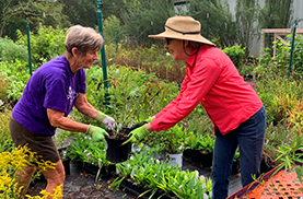 garden volunteers