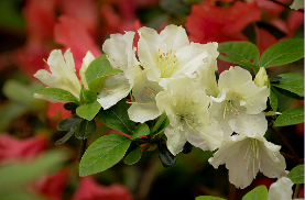 a photo of a white flower