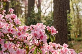 pink azaleas