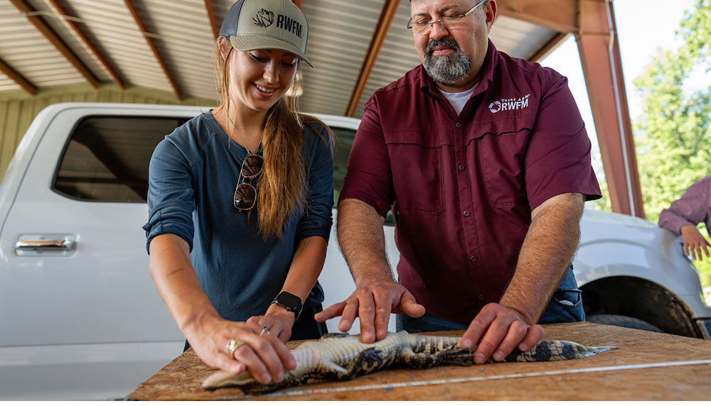 Dr. Roel Lopez '93 and a graduate student capture and take basic measurements of a young alligator. Photo by Courtney Sacco / Texas A&M AgriLife