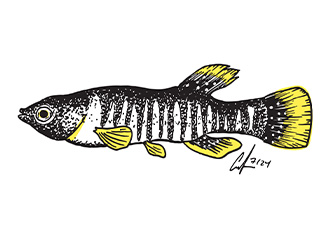 Gulf Killifish illustration