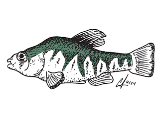 Sheepshead Minnow illustration