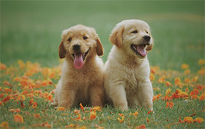 two adorable puppies in a field of flowers