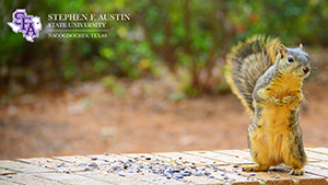 Zoom Background 5 - Twiggy the Squirrel