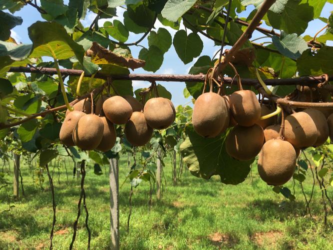 Kiwifruit