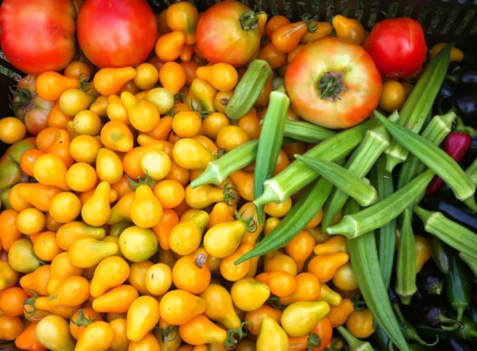 photo of a variety of vegetables