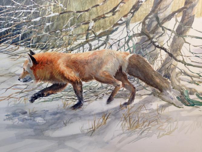 red fox in winter watercolor work by Gary Broome, first place winner in last year's exhibit