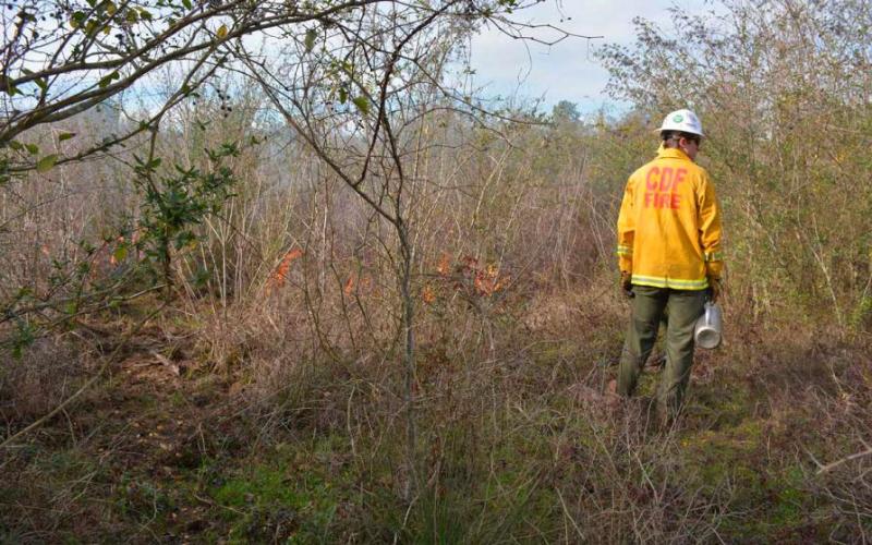 Fire Management | Forestry | SFA