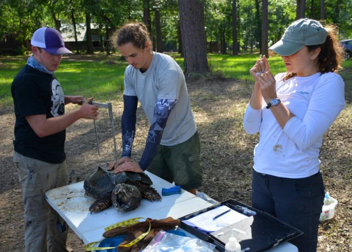 SFA researchers John Michael Arnett, David Rosenbaum and Laura St. Andrews take measurements of the upper part of the shell, known as the carapace, of an alligator snapping turtle.  