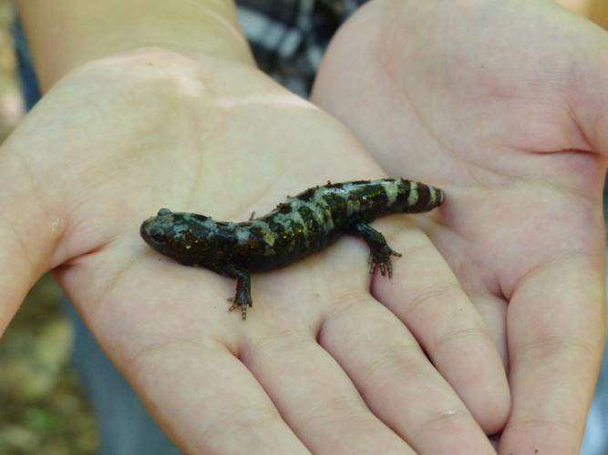 An SFA student holds a marbled salamander found in SFA’s Tucker Woods.
