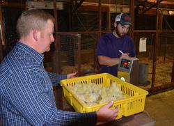Dr. Joey Bray, chair of Stephen F. Austin State University’s Department of Agriculture and Justin Glasscock, Broiler Research Center supervisor, weigh chicks at SFA’s Walter C. Todd Agricultural Research Center. 