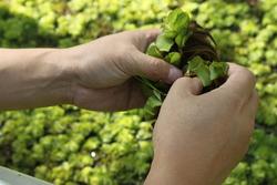invasive species giant salvinia 