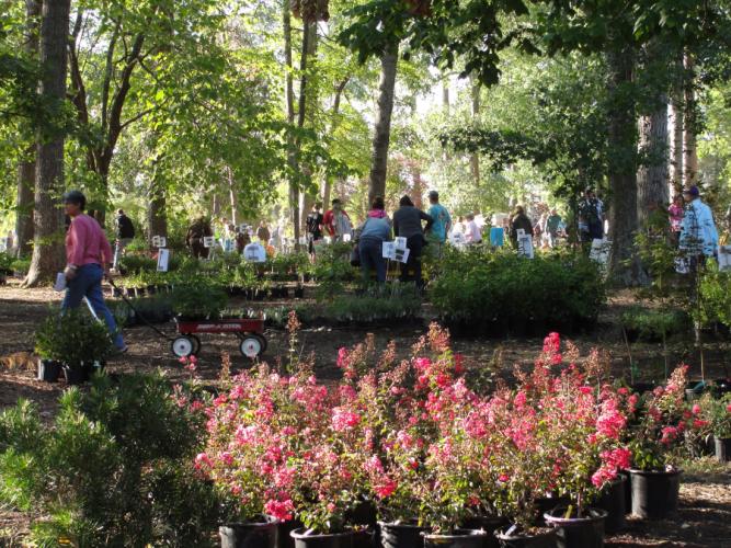Photo from the SFA Garden Gala Day 2013 Spring Plant Sale
