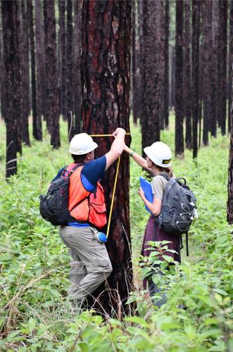 photo of forestry students measuring the circumference of a tree