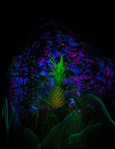 a work of art featured in the exhibition "Fruits of Light" by senior art student Alex Dupré