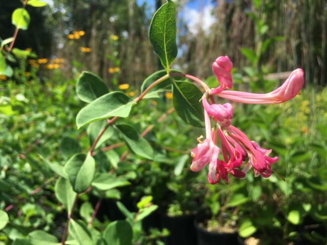 the Lonicera ‘Pam’s Pink’ flower