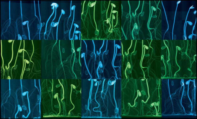 "Sunflowers" by Dornith Doherty