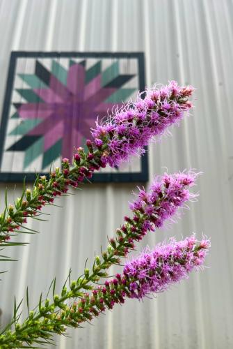 flowers from last year's fall plant sale