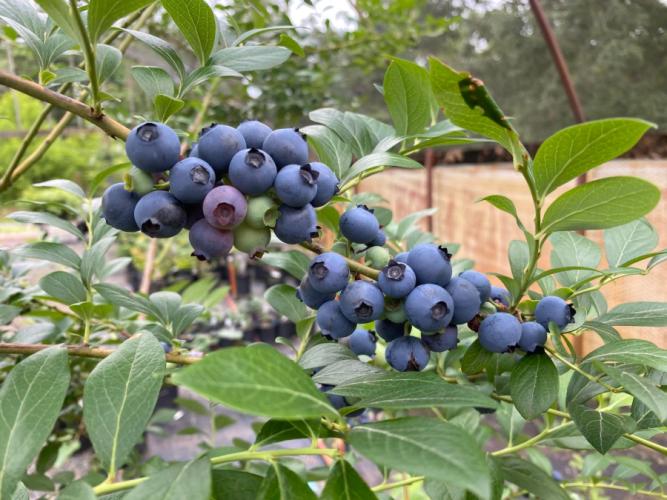 a cluster of blueberries growing on a vine