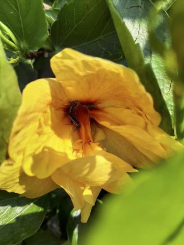 hemipterans on hibiscus