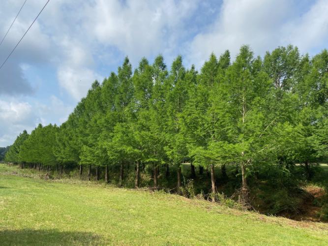 a collection of bald cypress genotypes and varieties.