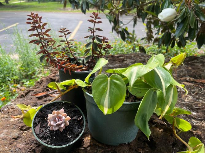 succulents, cacti and houseplants 