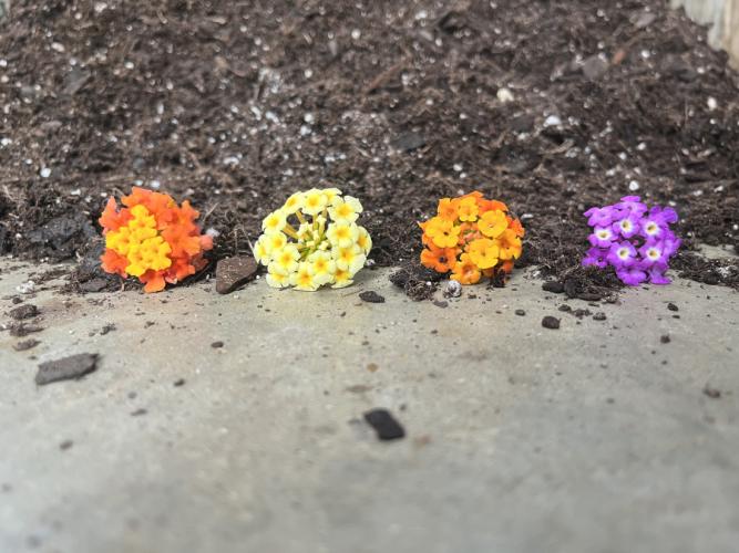 Four brightly colored lantana flowers appear in a row