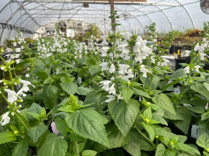 Salvia coccinea 'Summer Jewel White' 