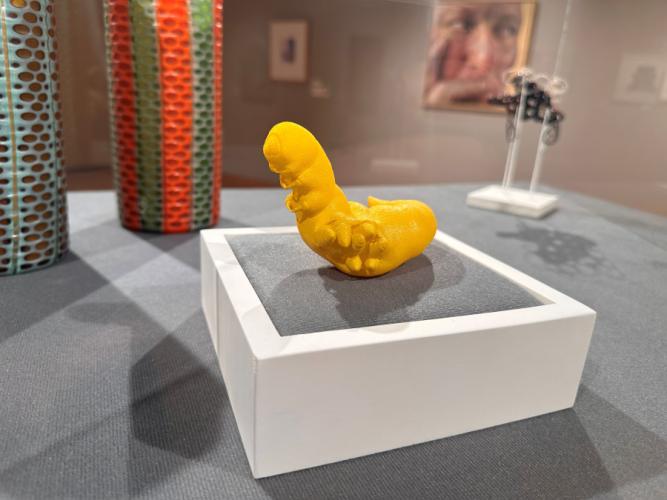 "Cortesia Glomerata"