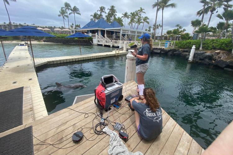 Rachel Moore and Callie Lynn, senior biology majors at Stephen F. Austin State University, conduct research at Dolphin Quest on the Big Island of Hawaii for project PHASM.