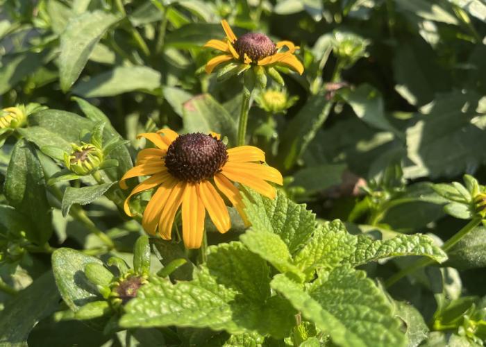 Closeup view of Rudbeckia fulgida, having yellow petals