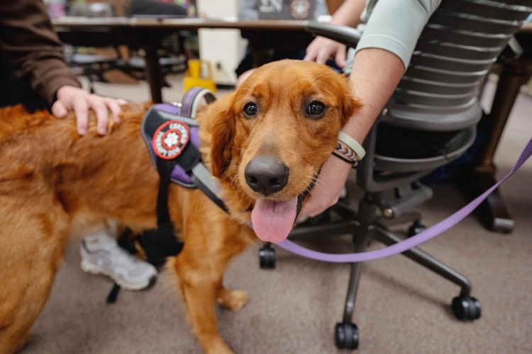 Rudy, the golden retriever