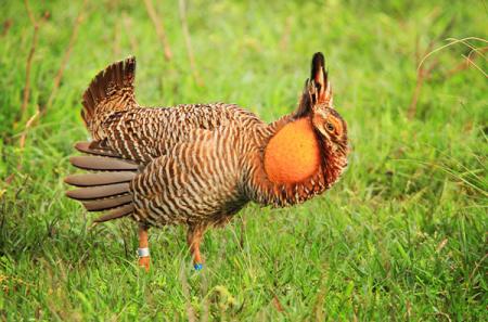Attwater’s prairie chicken male. Photo by John Magera