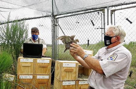 Prior to release, Attwater’s prairie chickens are banded and remain in a protective enclosure for two weeks to acclimate to their new surroundings. Photo by John Magera