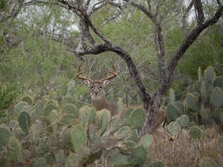 At 217,000 acres, the East Foundation is one of Texas’ largest ranch holdings and serves as a living laboratory supporting research and education to promote wildlife management, rangeland health and ranch productivity. Photo by Wyman Meinzer