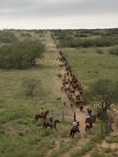 The East family, for whom the East Foundation is named, managed their properties for cattle production and wildlife conservation for roughly a century. Today, the foundation continues that mission with the goal of improving wildlife, native forage and rangeland health through scientific research and sound land management. Photo by Wyman Meinzer