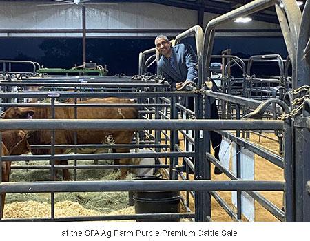 at the SFA Ag Farm Purple Premium Cattle Sale