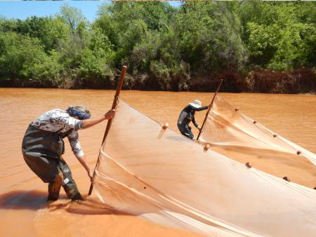 Using a gillnet, SFA researchers capture fish to monitor their communities through time and space, evaluating the presence of the native and nonnative species.