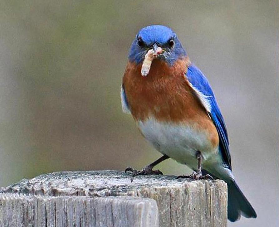 Watch for bluebirds and many other species during the Great Backyard Bird Count.