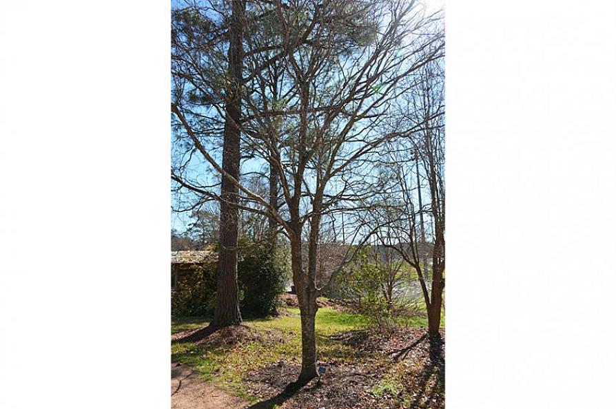 photo of the chalk maple to be added to the Texas Big Tree Registry