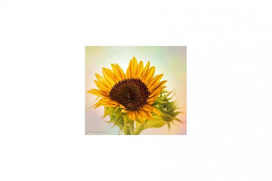 Photo by Thomas Willis