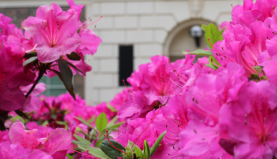 azaleas in front of building