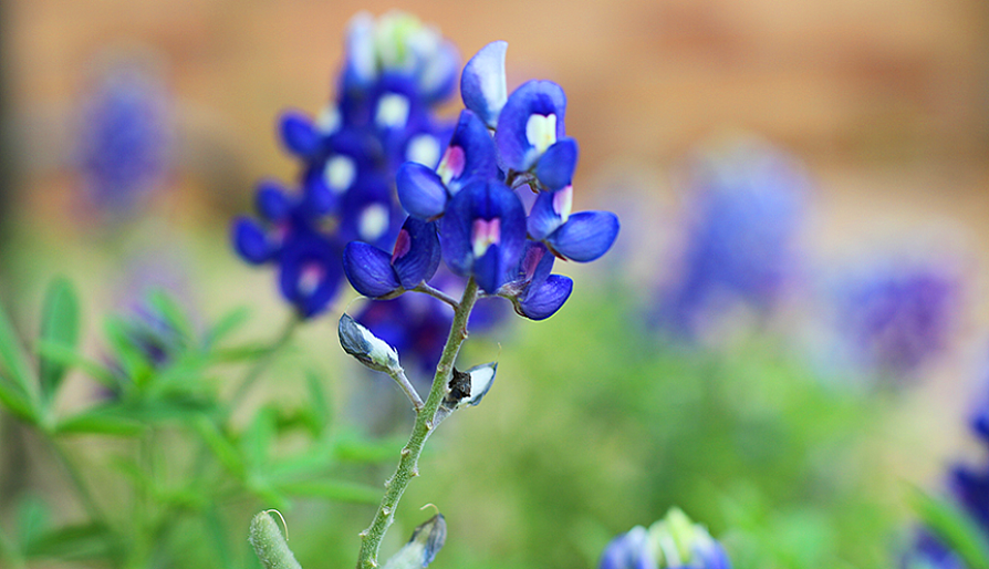 bluebell flower