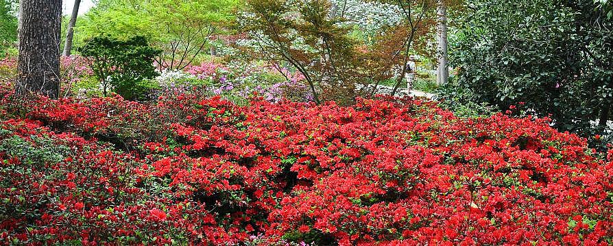 The Azalea Garden at SFA
