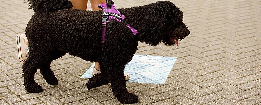 a service dog