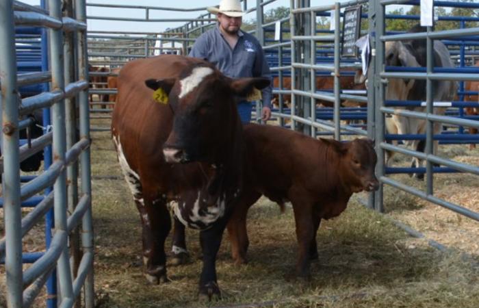 student with cow and calf