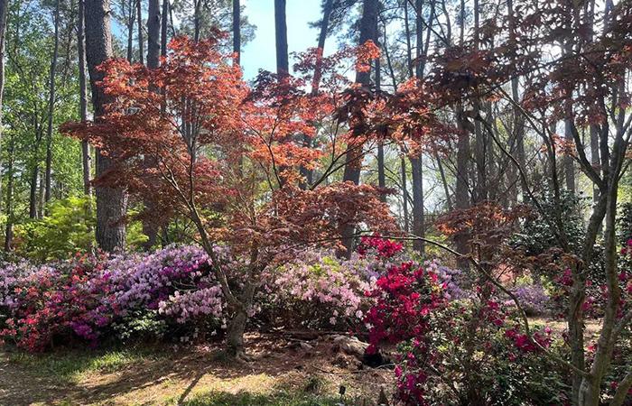 azaleas and maple tree